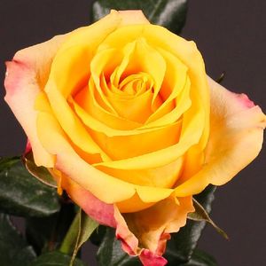 ROSE LADY BUTTERFLY 40